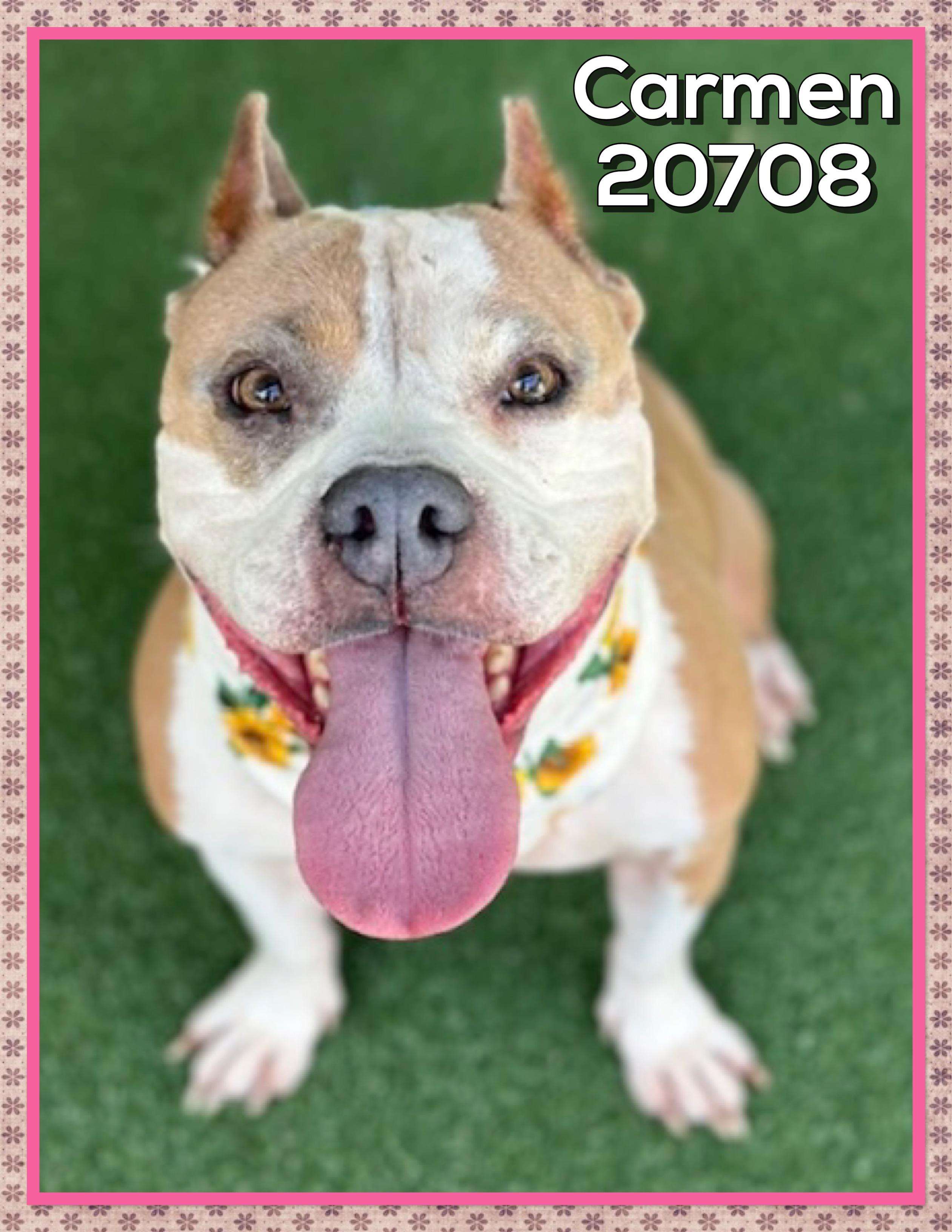 Enlarge CARMEN, an adoptable mixed breed in Marietta, GA image 3/5