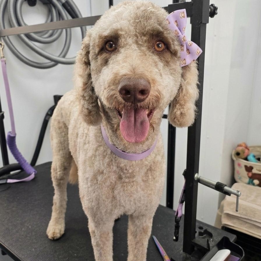 RUBY, Adoptable, Young Female Labradoodle & Australian Shepherd.
