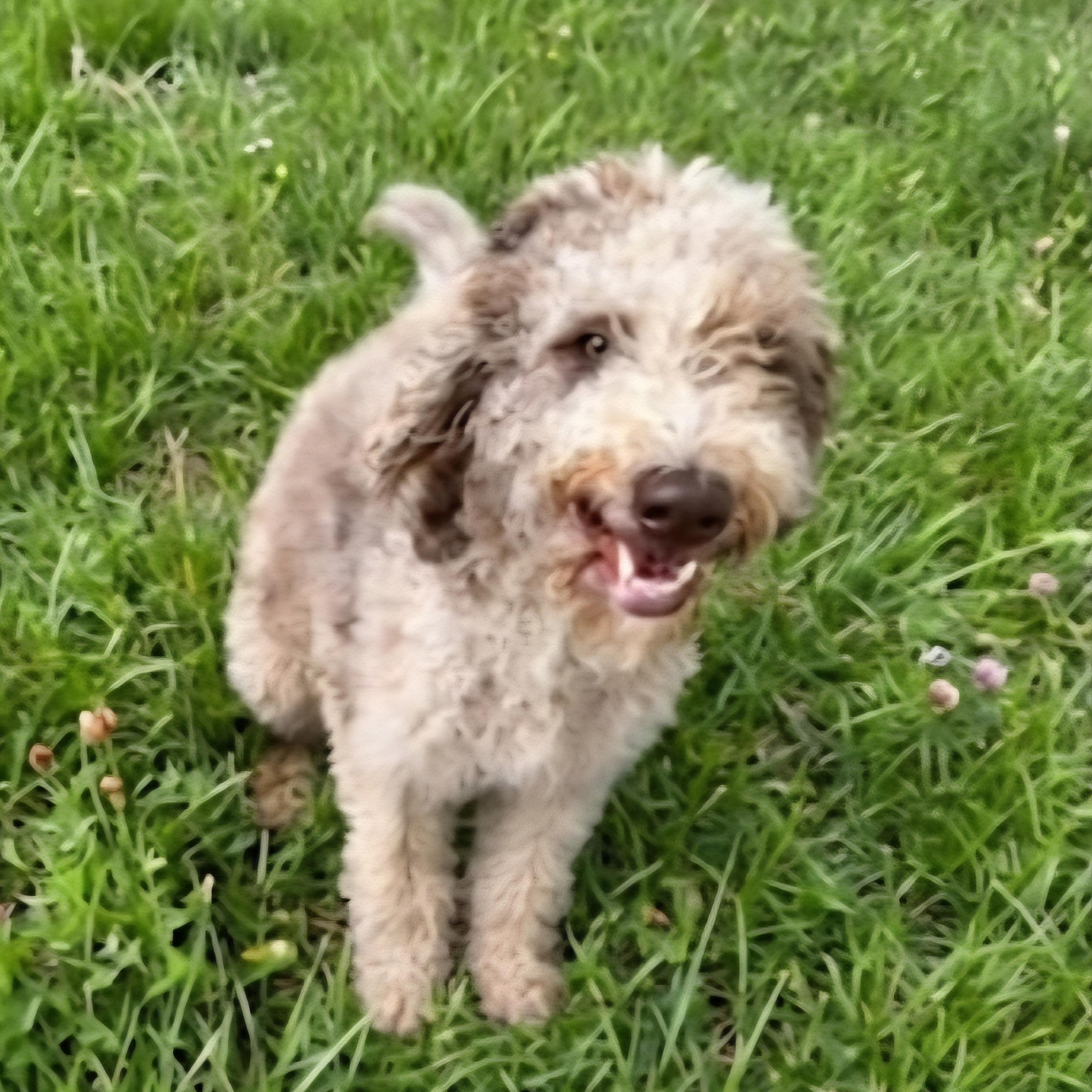 RUBY, a Adoptable mixed breed in Athens, AL image 3/3