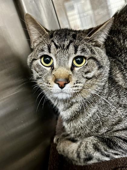 Enlarge Roast Beef, a Adoptable mixed breed in Wichita, KS image 1/2