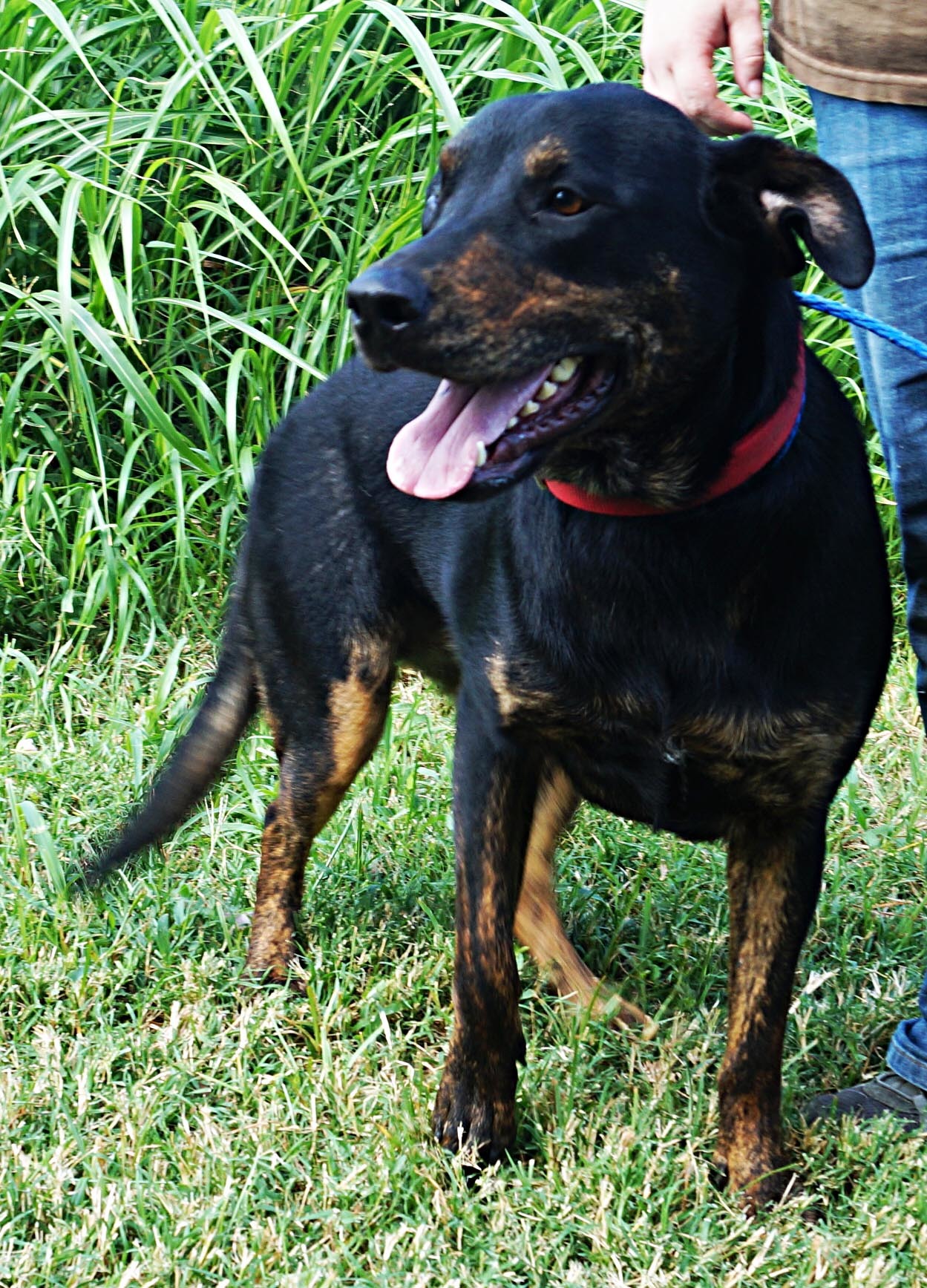 Calypso, a Adoptable mixed breed in Henrietta, TX image 1/2