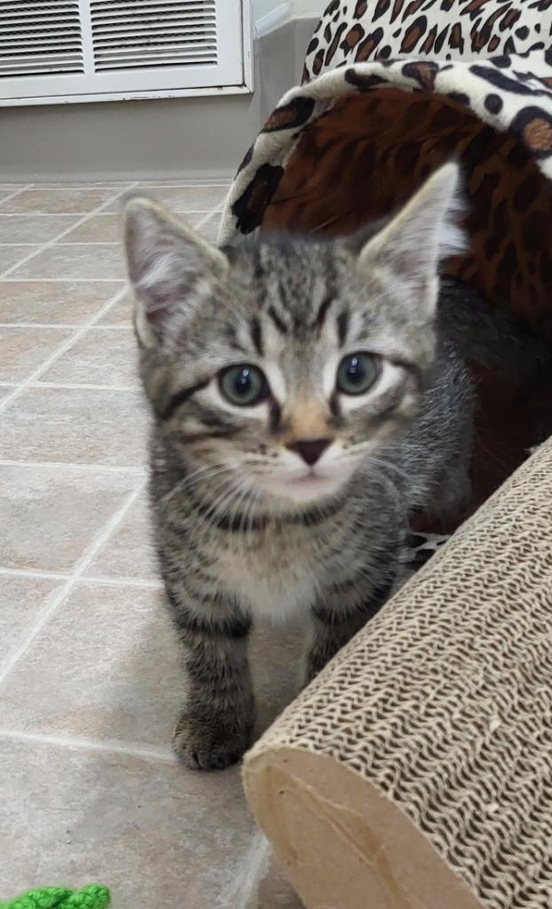 Enlarge Theo, a Adoptable mixed breed in Medford, WI image 1/1