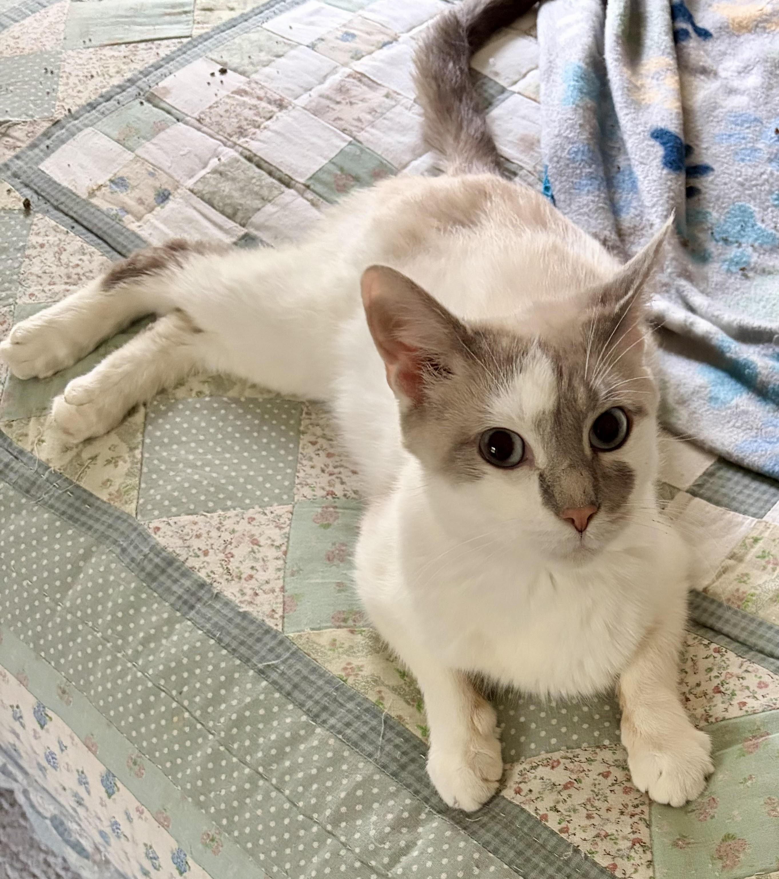 Enlarge Crystal, an adopted Siamese in Houghton Lake, MI image 2/4