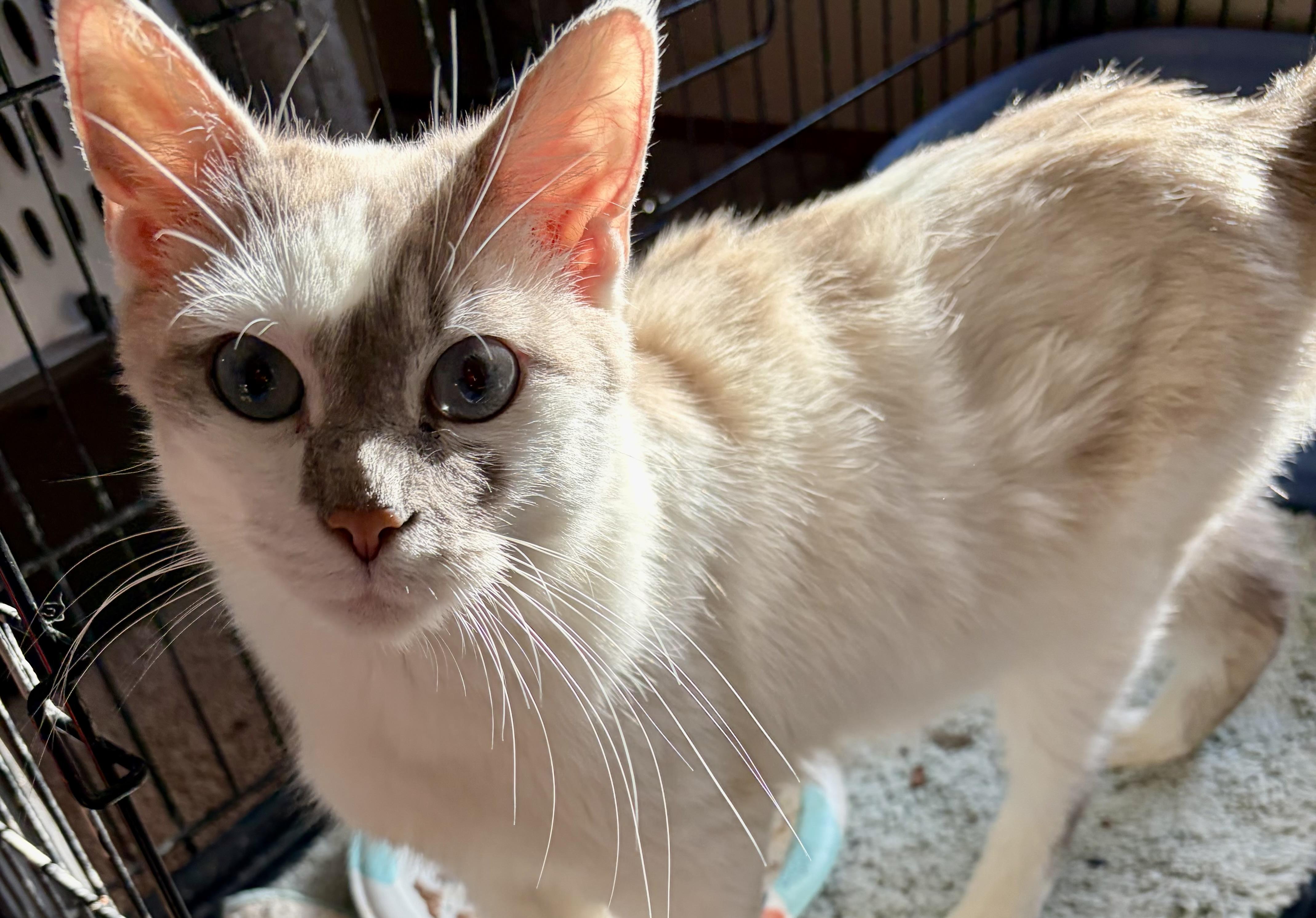 Enlarge Crystal, an adopted Siamese in Houghton Lake, MI image 3/4