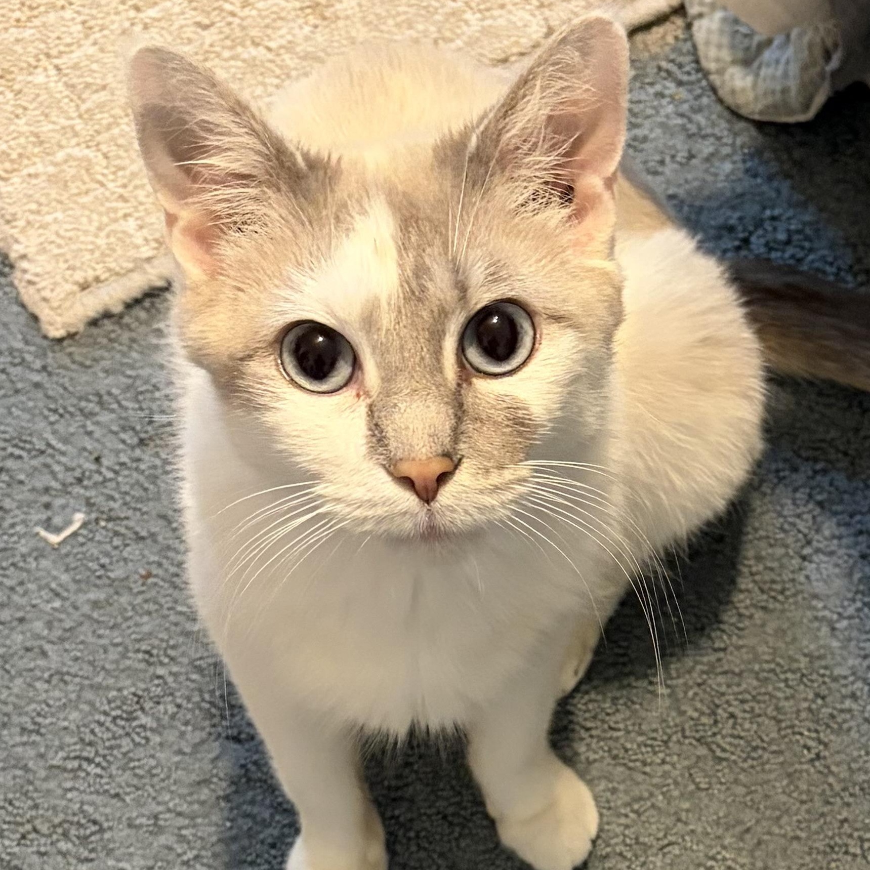 Enlarge Crystal, an adopted Siamese in Houghton Lake, MI image 4/4