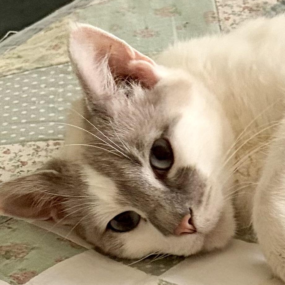 Crystal, adopted, Adult Female Siamese.