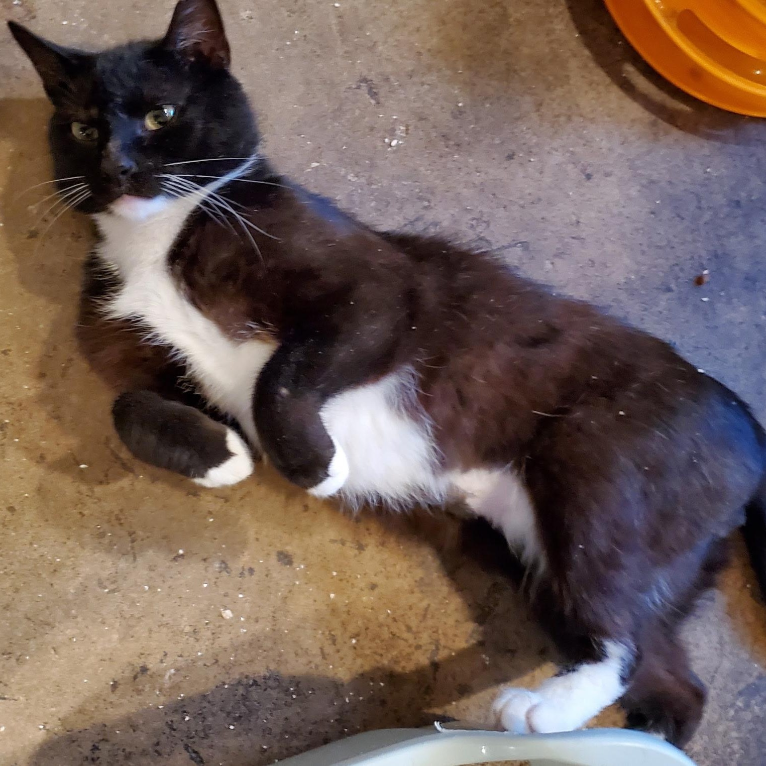 Perseus, Young Male unknown