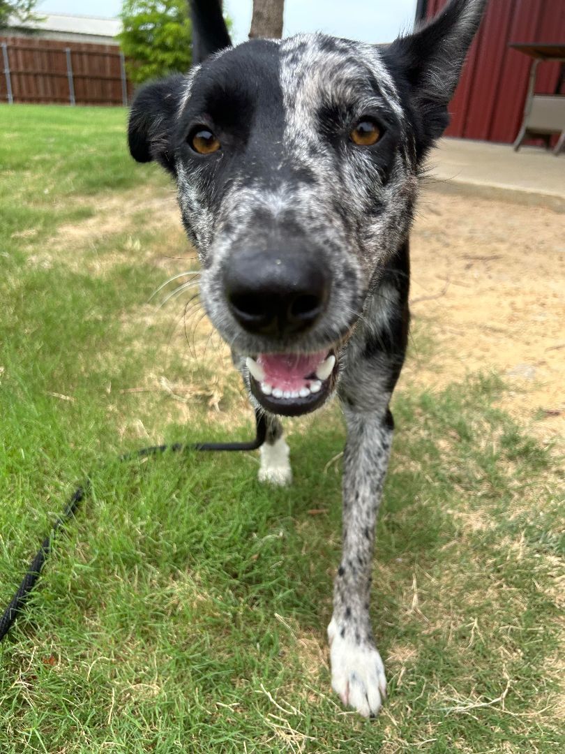 DOMINO, a Adopted Australian Cattle Dog / Blue Heeler in Spring, TX image 1/12