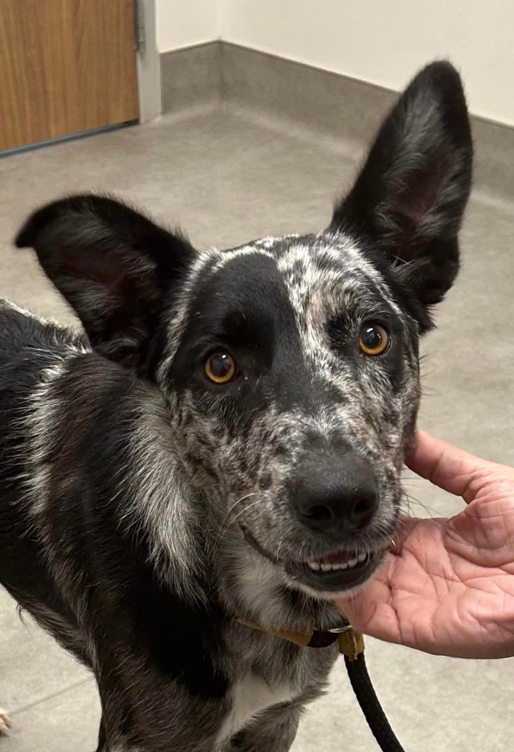 DOMINO, a Adopted Australian Cattle Dog / Blue Heeler in Spring, TX image 2/12