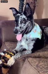 DOMINO, a Adopted Australian Cattle Dog / Blue Heeler in Spring, TX image 3/12