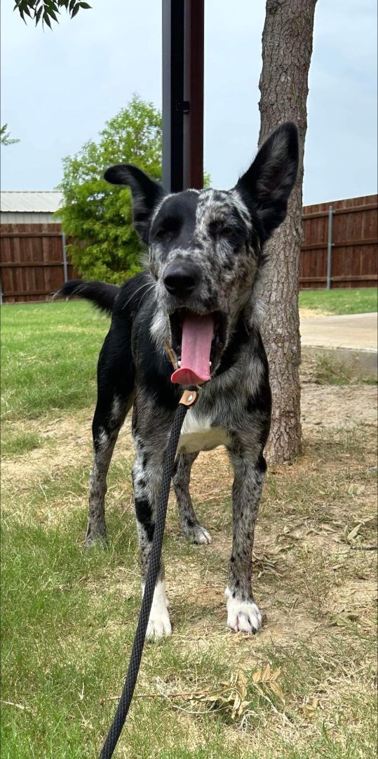 DOMINO, a Adopted Australian Cattle Dog / Blue Heeler in Spring, TX image 5/12
