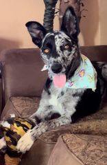 DOMINO, a Adopted Australian Cattle Dog / Blue Heeler in Spring, TX image 6/12