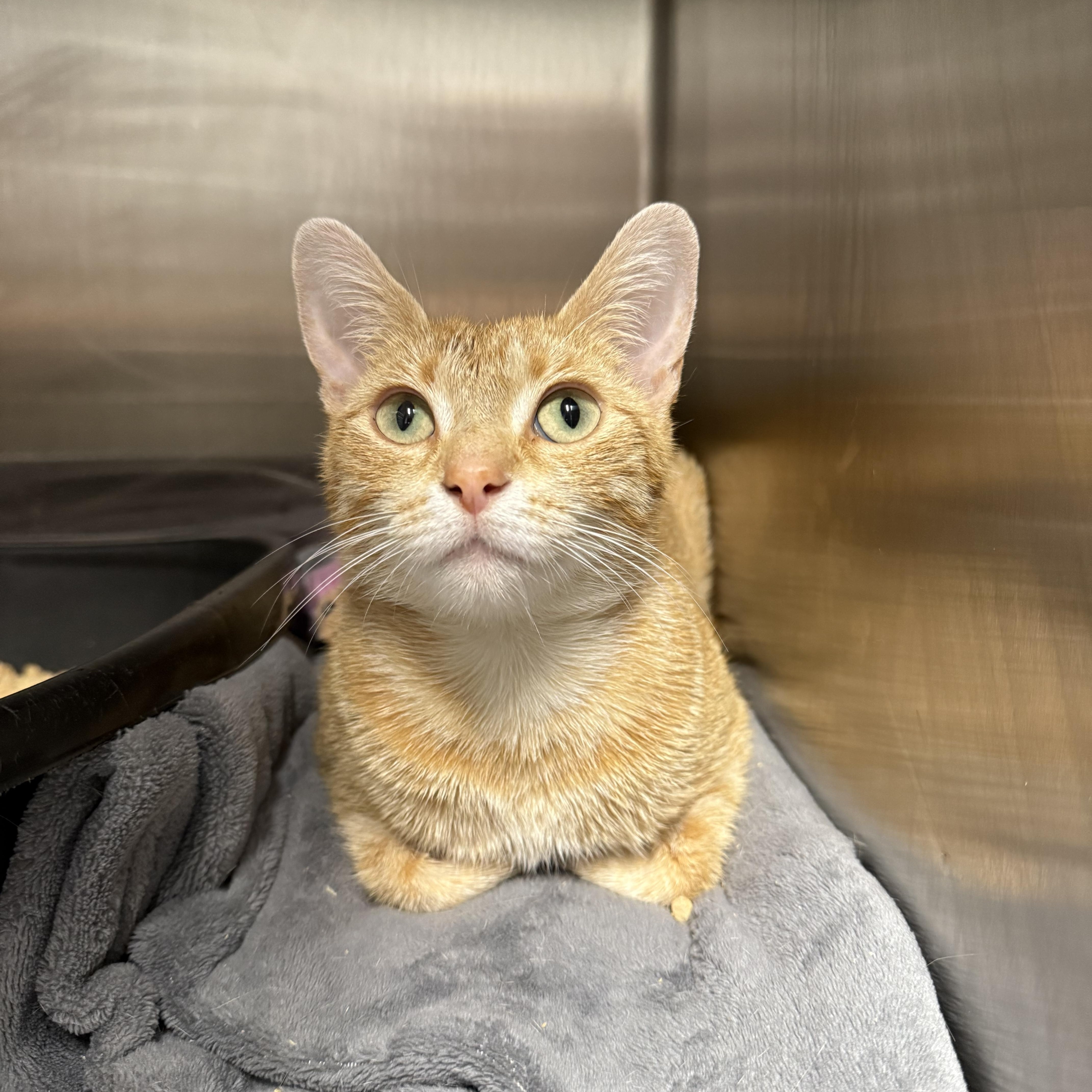 Poppie , ADOPTABLE, Young Female Domestic Short Hair.