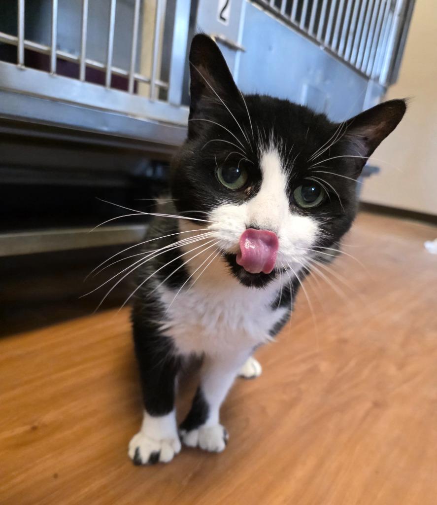 Pretty GIrl, Adoptable, Senior Female Domestic Short Hair.