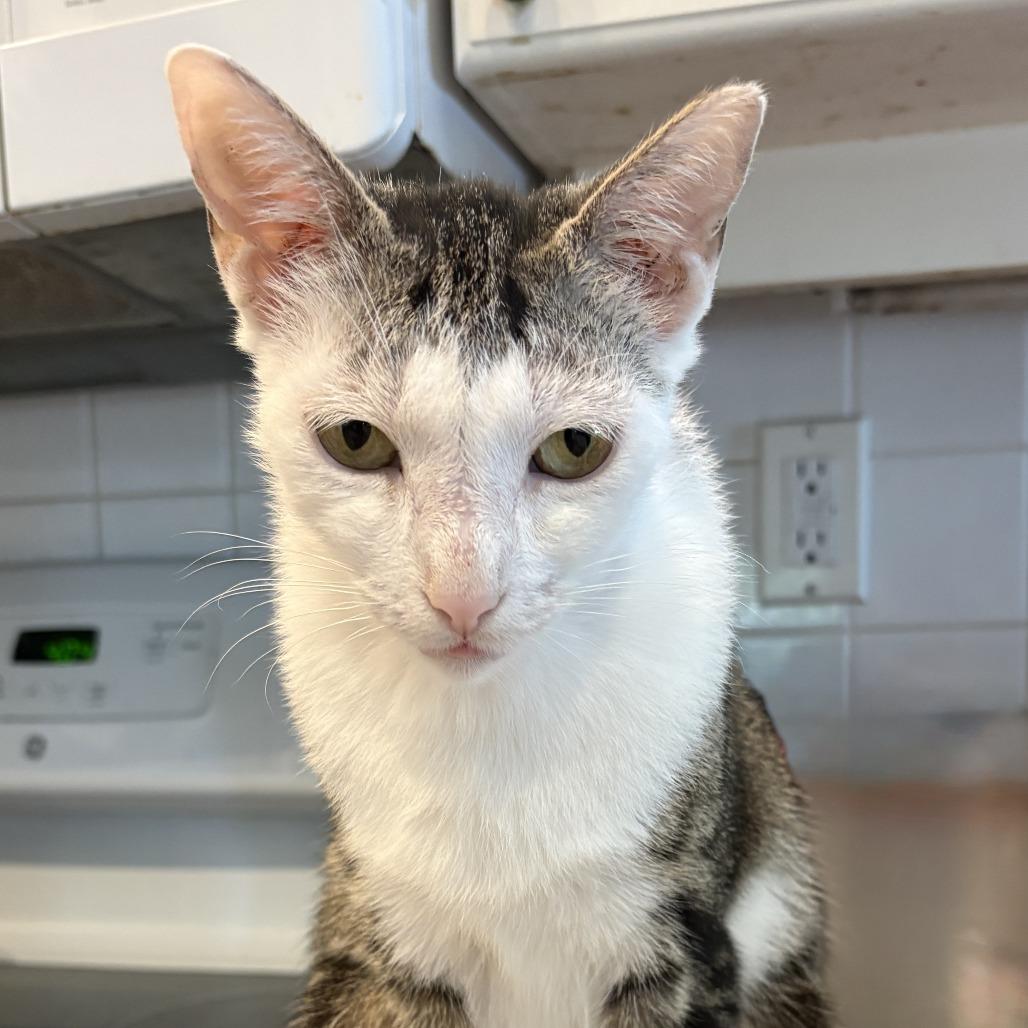 Enlarge Yelena, a Adoptable Domestic Short Hair in Fort Lauderdale, FL image 1/4