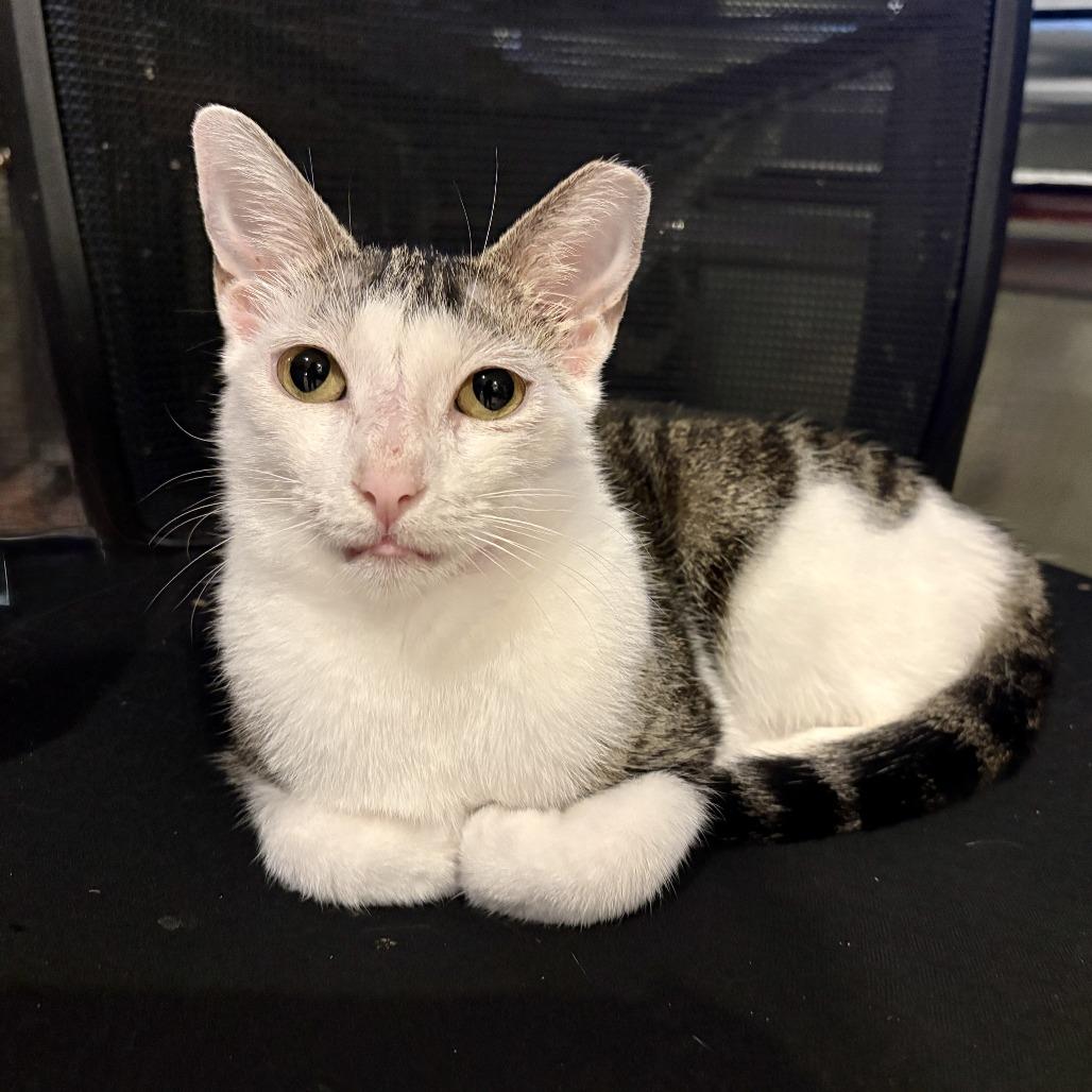 Enlarge Yelena, a Adoptable Domestic Short Hair in Fort Lauderdale, FL image 2/4