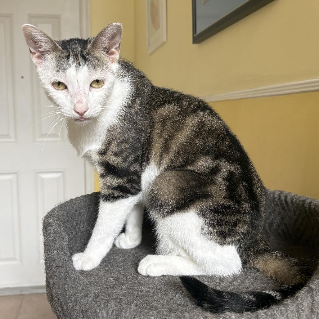 Enlarge Yelena, a Adoptable Domestic Short Hair in Fort Lauderdale, FL image 3/4