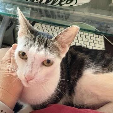 Enlarge Yelena, a Adoptable Domestic Short Hair in Fort Lauderdale, FL image 4/4