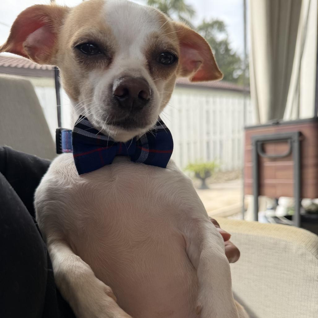 Enlarge Papi, a Adoptable Chihuahua in Hobe Sound, FL image 1/2