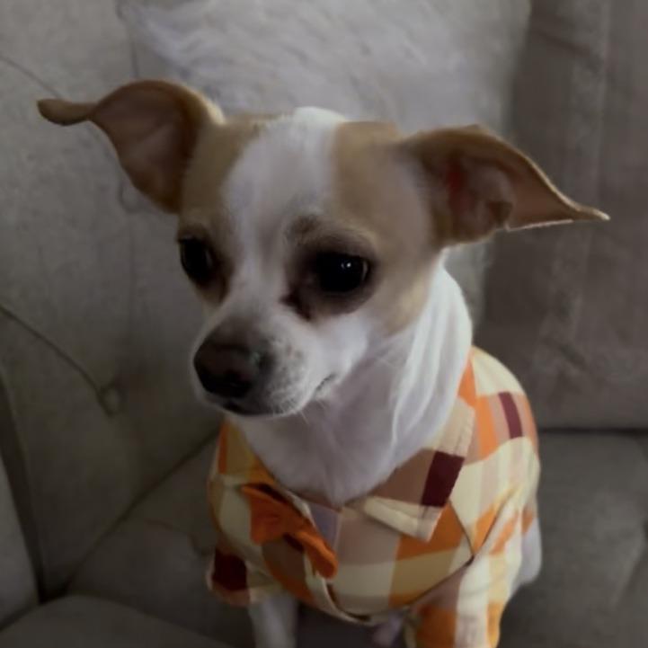 Enlarge Papi, a Adoptable Chihuahua in Hobe Sound, FL image 2/2