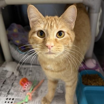 Enlarge Charez, a ADOPTABLE Domestic Short Hair in North Myrtle Beach, SC image 5/6