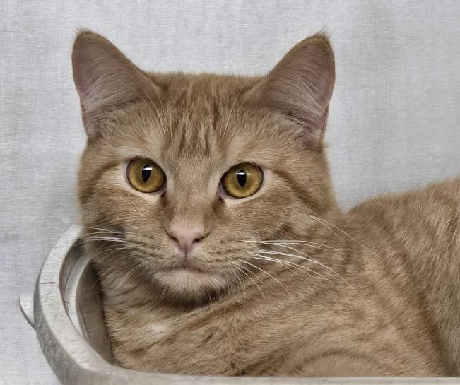 Enlarge Charez, a ADOPTABLE Domestic Short Hair in North Myrtle Beach, SC image 6/6