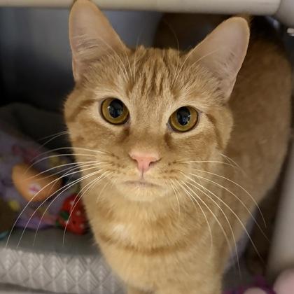 Enlarge Charez, a ADOPTABLE Domestic Short Hair in North Myrtle Beach, SC image 1/6