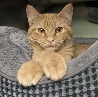 Enlarge Charez, a ADOPTABLE Domestic Short Hair in North Myrtle Beach, SC image 3/6