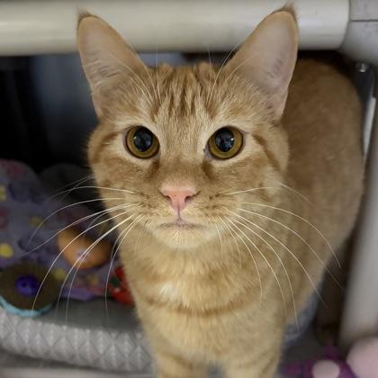 Enlarge Charez, a ADOPTABLE Domestic Short Hair in North Myrtle Beach, SC image 4/6