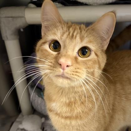 Enlarge Charez, a ADOPTABLE Domestic Short Hair in North Myrtle Beach, SC image 2/6