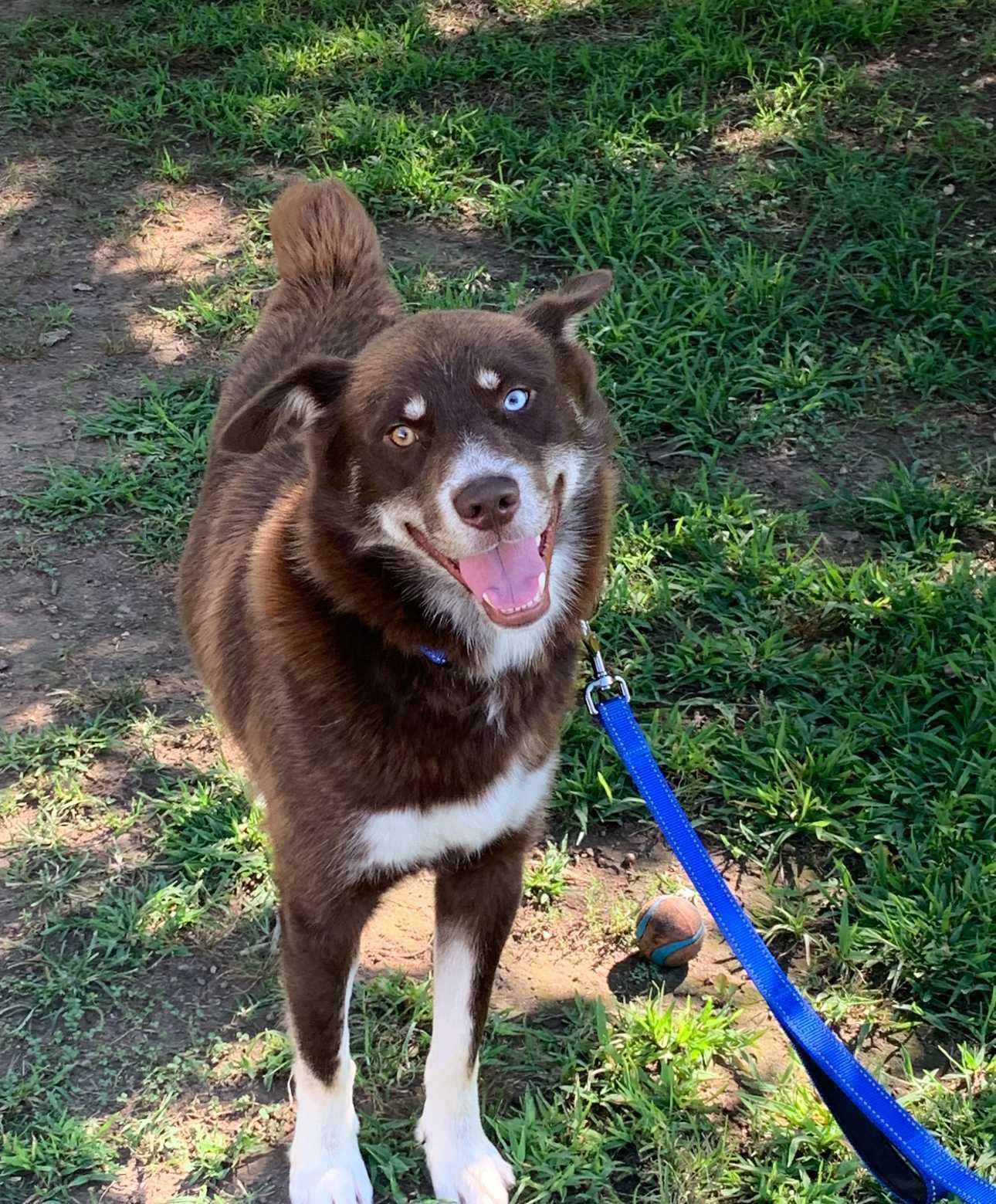 Arrow, Adoptable, Young Male Mixed Breed.