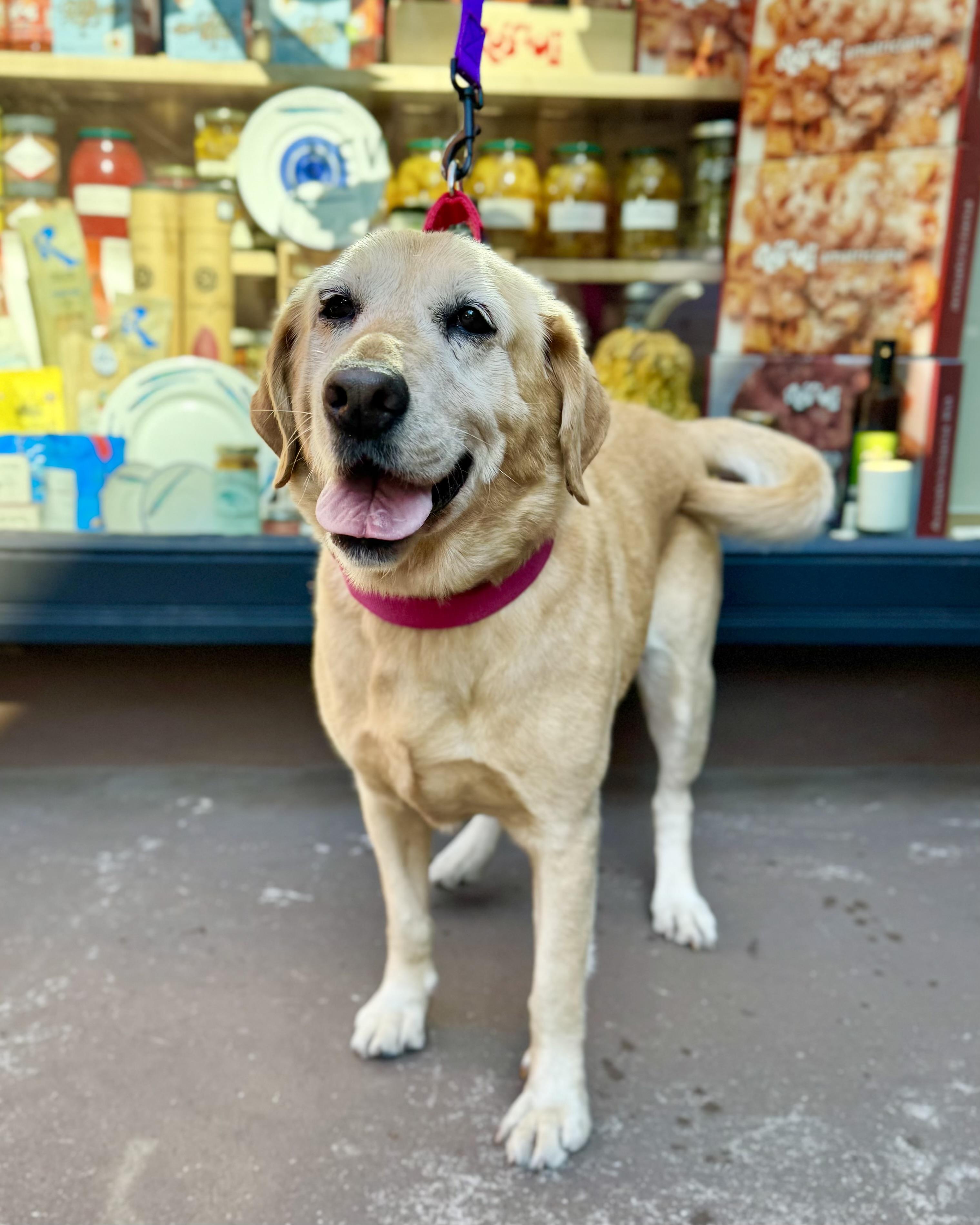 Enlarge Fleece Blanket, a Adoptable mixed breed in Woodstock, NY image 2/6