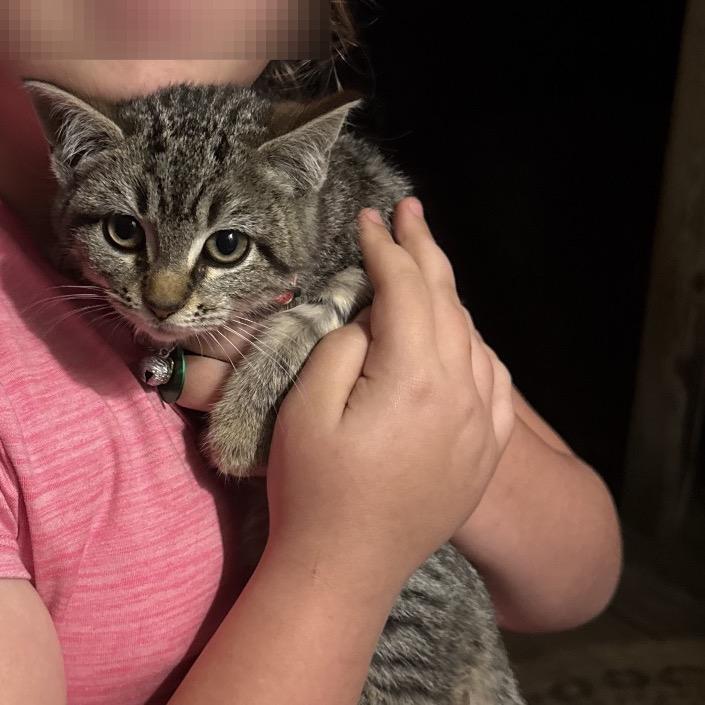 Lilith (Lily), Adoptable, Kitten Female Domestic Short Hair.