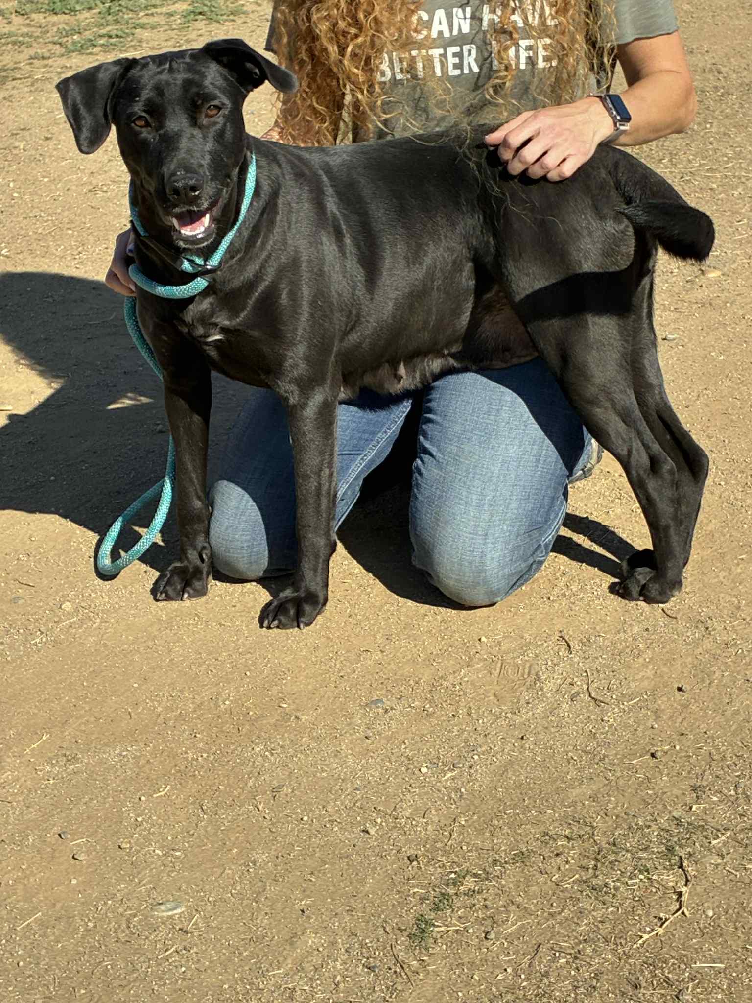 Skylar, ADOPTABLE, Adult Female Black Labrador Retriever.