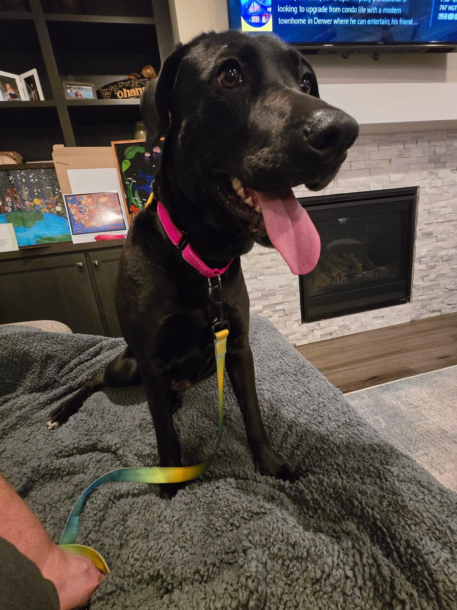 Enlarge Skylar, an adopted mixed breed in Beavercreek, OR image 5/6