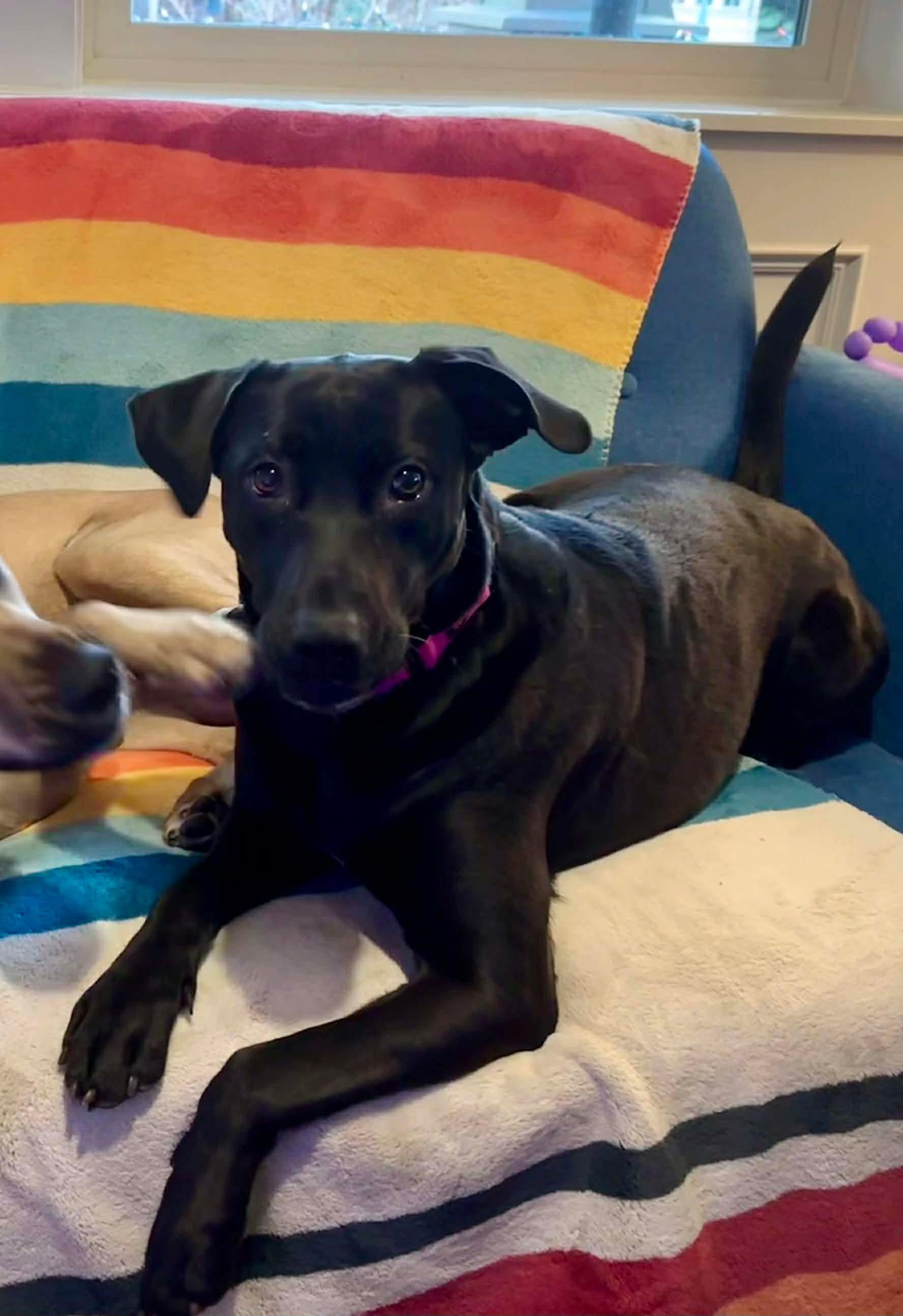 Skylar, ADOPTABLE, Adult Female Black Labrador Retriever.