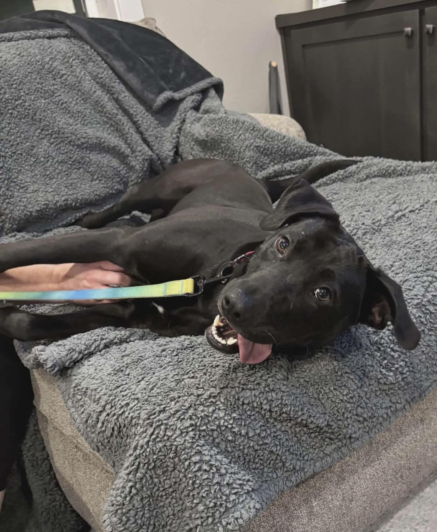 Enlarge Skylar, an adopted mixed breed in Beavercreek, OR image 4/6