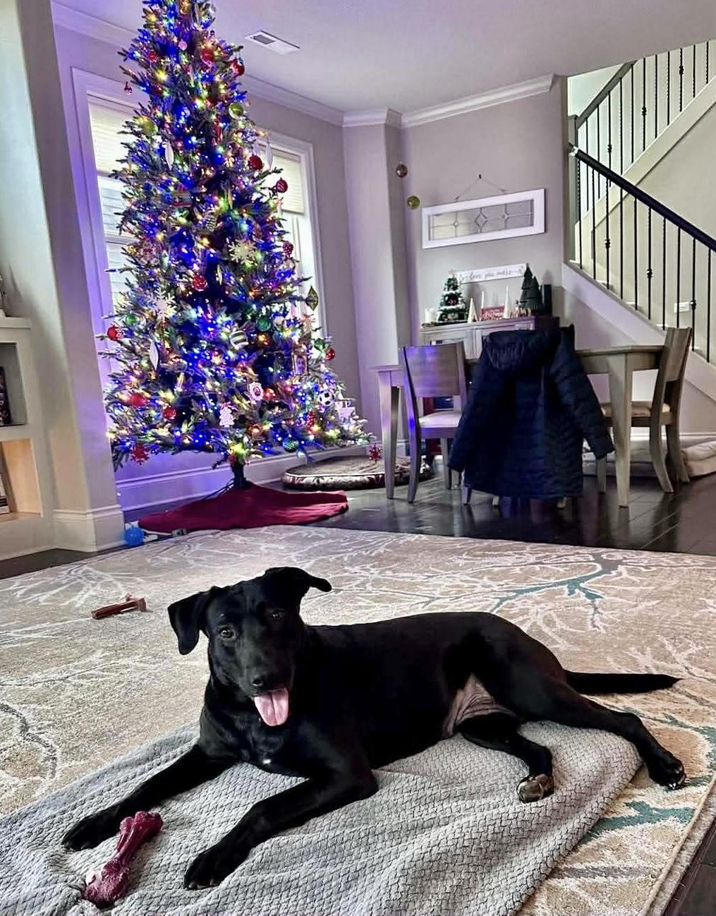 Enlarge Skylar, an adopted mixed breed in Beavercreek, OR image 3/6