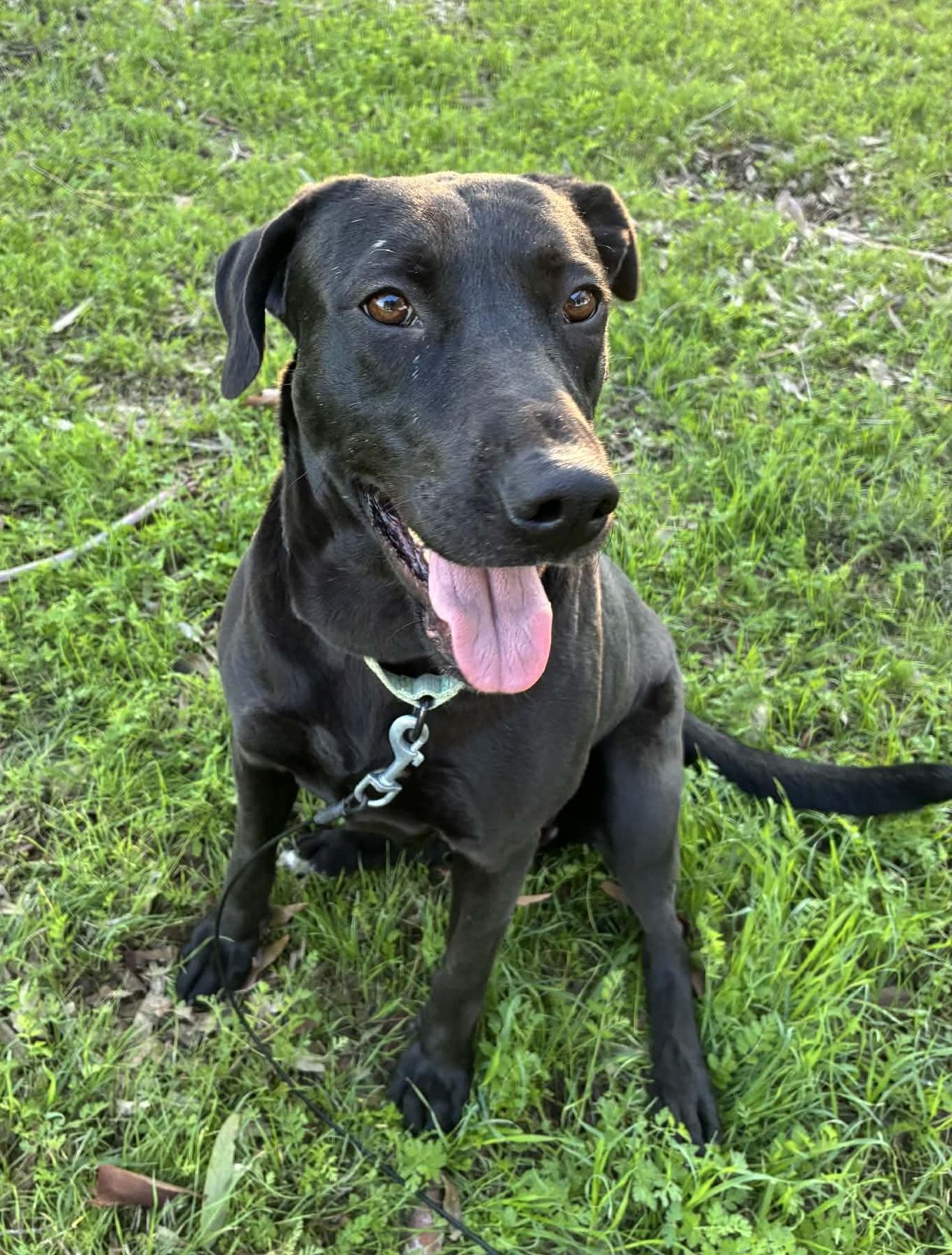 Enlarge Skylar, an adopted mixed breed in Beavercreek, OR image 2/6