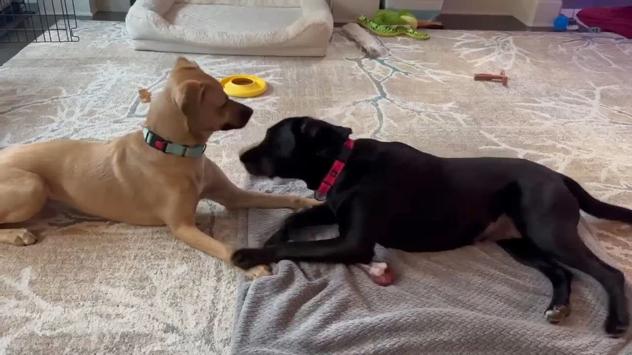 Enlarge Skylar, an adopted mixed breed in Beavercreek, OR video 6/6