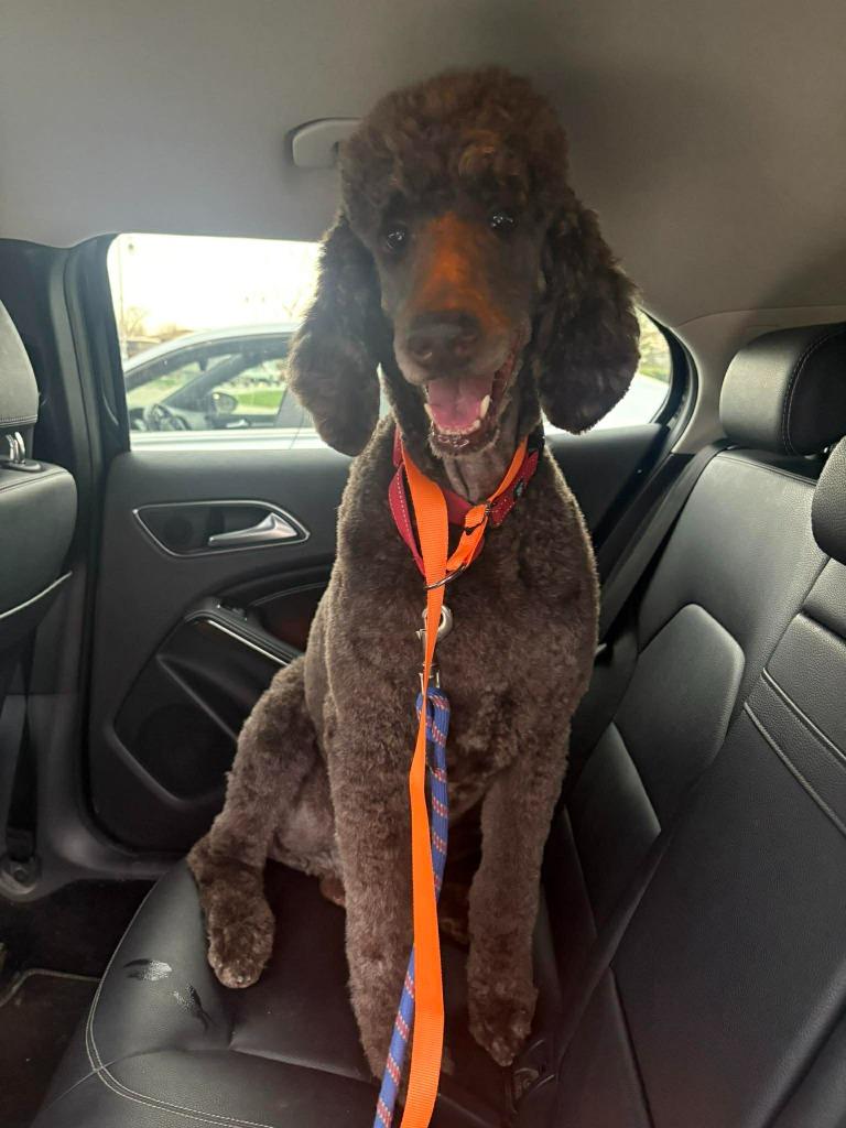 Enlarge Duck *Standard* $450, a Adoptable Poodle in Milwaukee, WI image 1/5