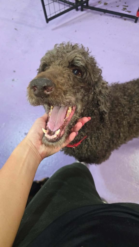 Enlarge Duck *Standard* $450, a Adoptable Poodle in Milwaukee, WI image 2/5