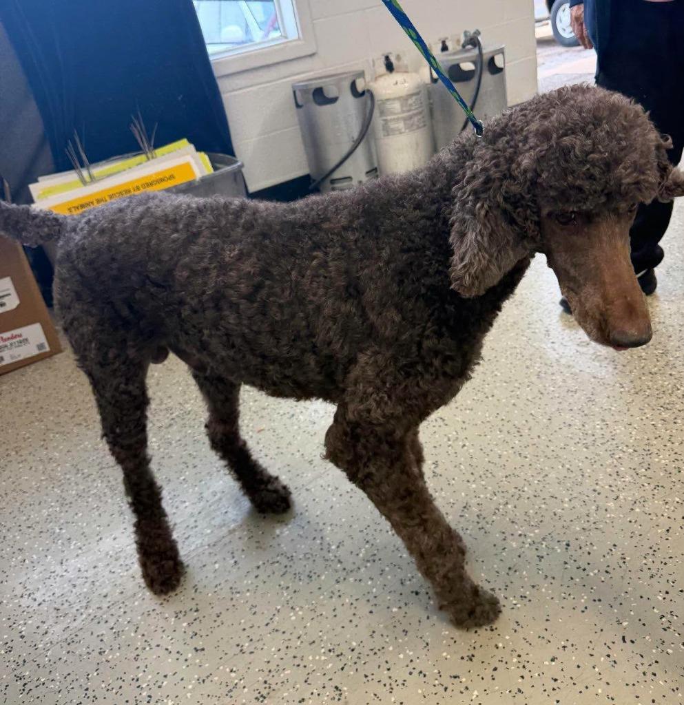Enlarge Duck *Standard* $450, a Adoptable Poodle in Milwaukee, WI image 3/5