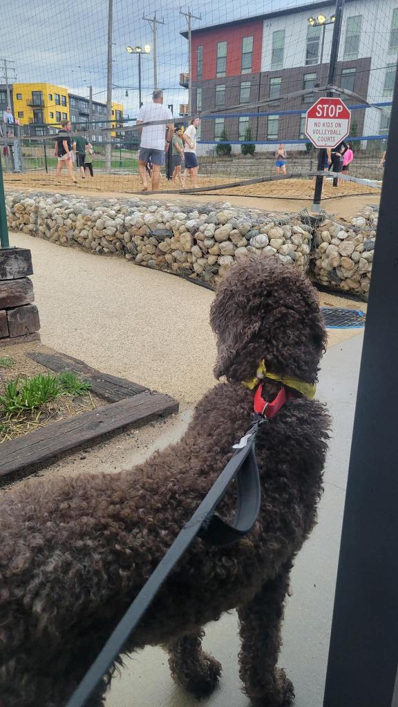 Enlarge Duck *Standard* $450, a Adoptable Poodle in Milwaukee, WI image 4/5