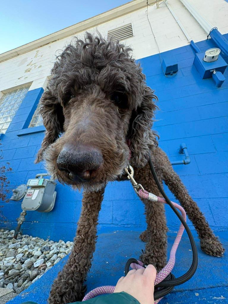 Enlarge Duck *Standard* $450, a Adoptable Poodle in Milwaukee, WI image 5/5