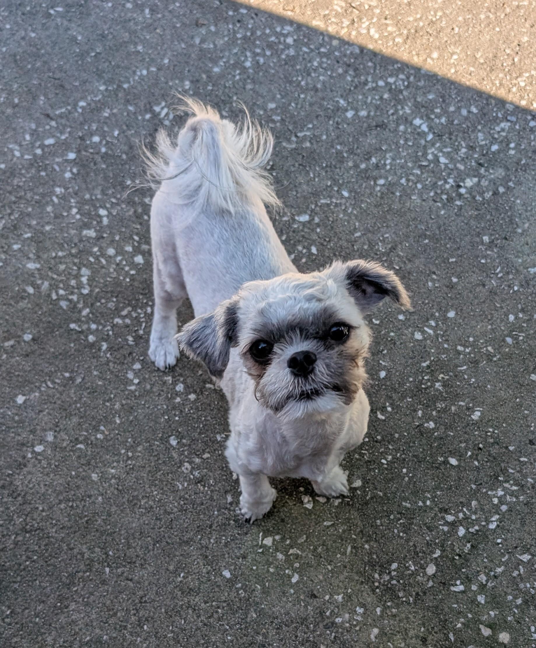 Allison, Adoptable, Young Female Shih Tzu.