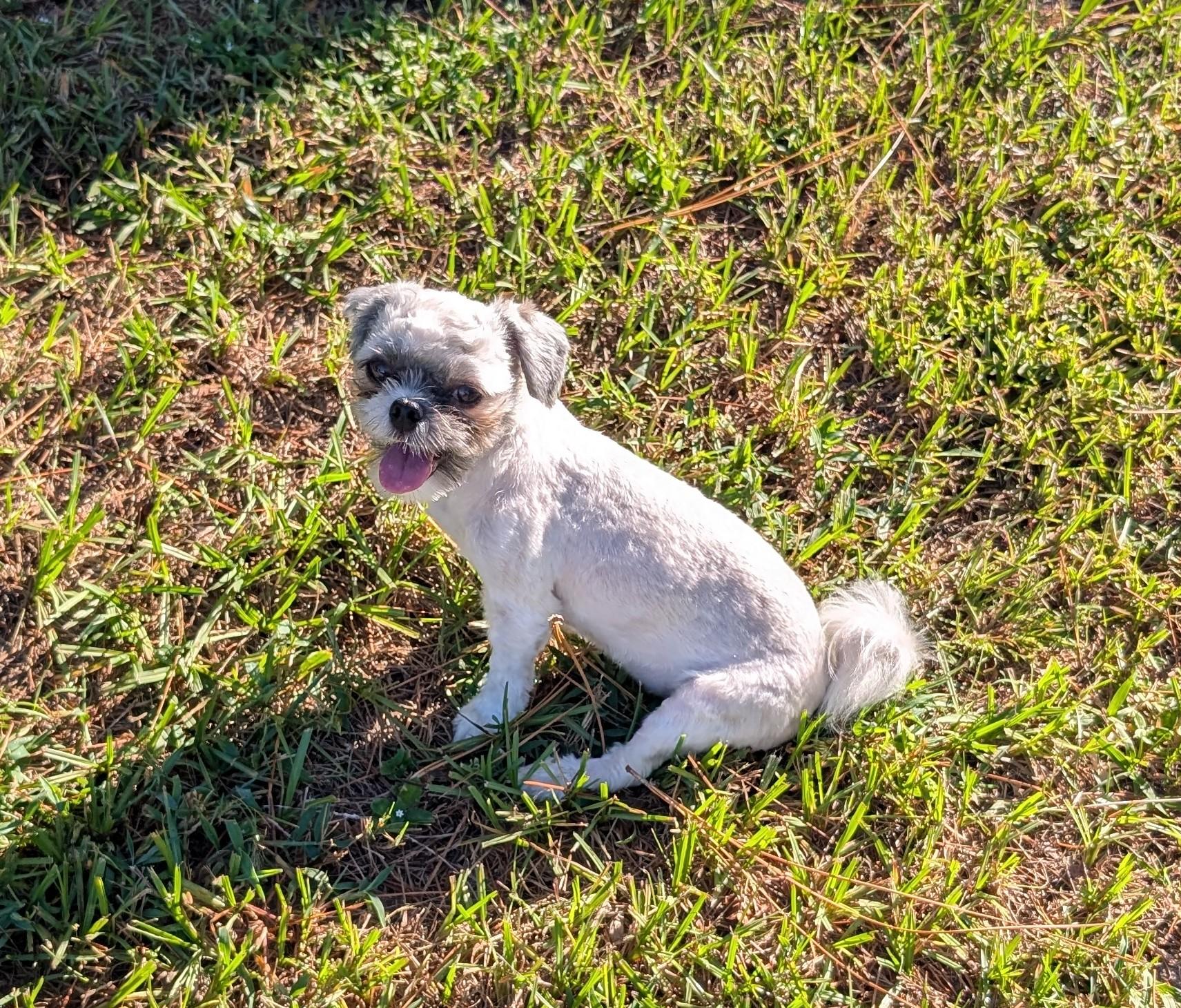 Allison, a Adoptable mixed breed in Orlando, FL image 2/5