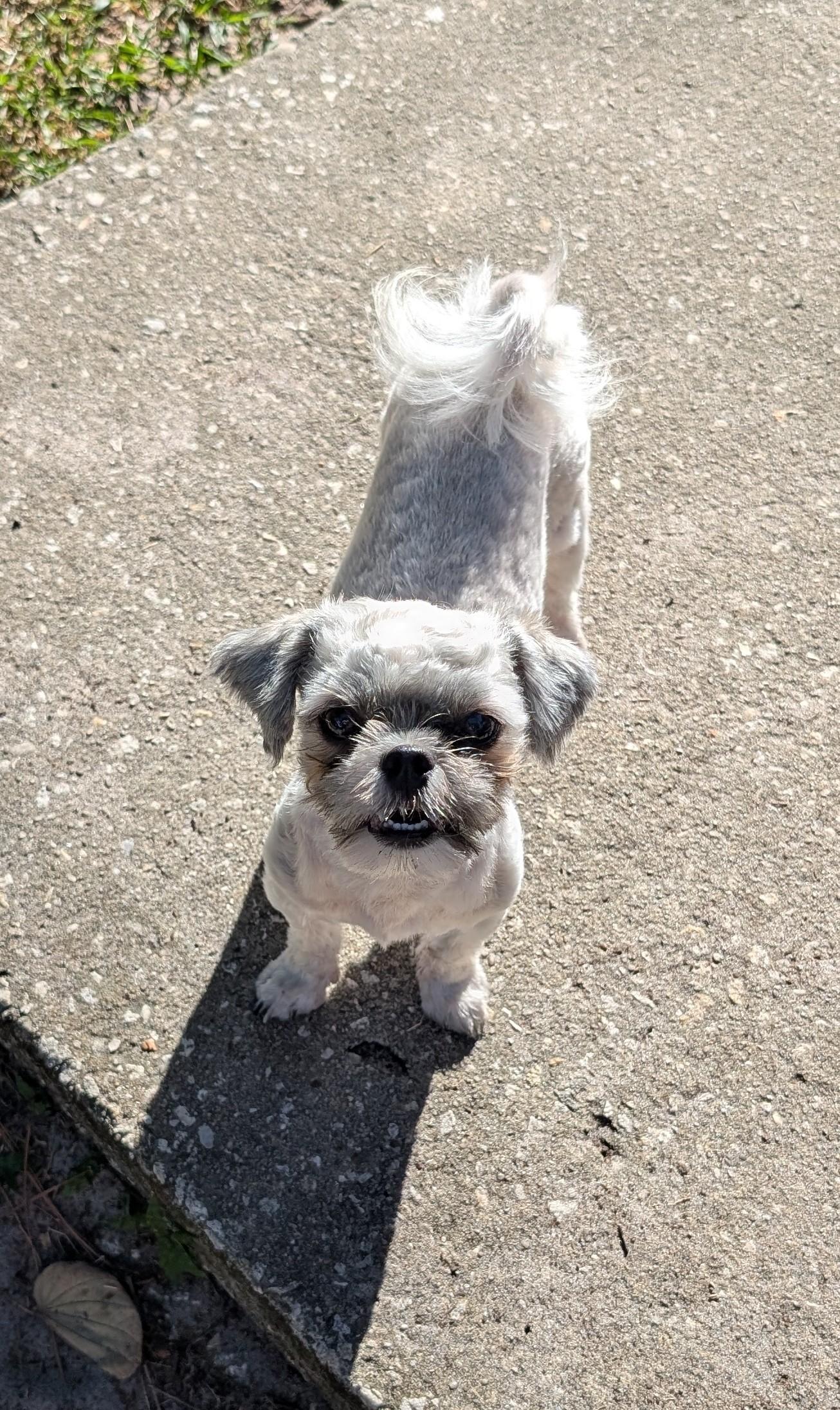 Allison, a Adoptable mixed breed in Orlando, FL image 3/5