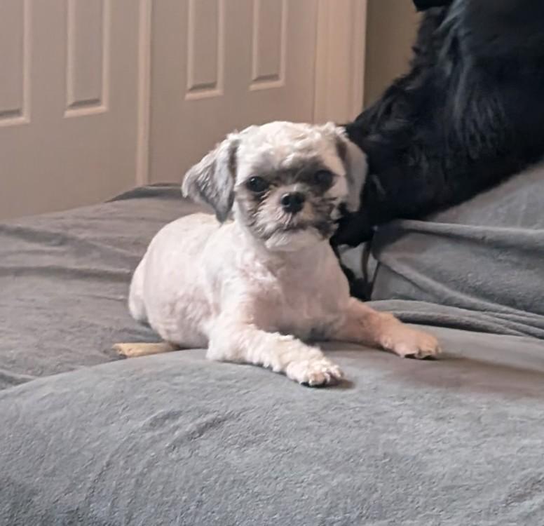 Allison, a Adoptable mixed breed in Orlando, FL image 4/5