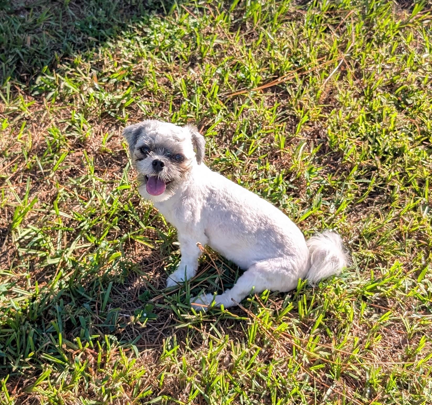 Allison, a Adoptable mixed breed in Orlando, FL image 5/5